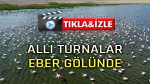 Allı turnalar Eber Gölünde!..