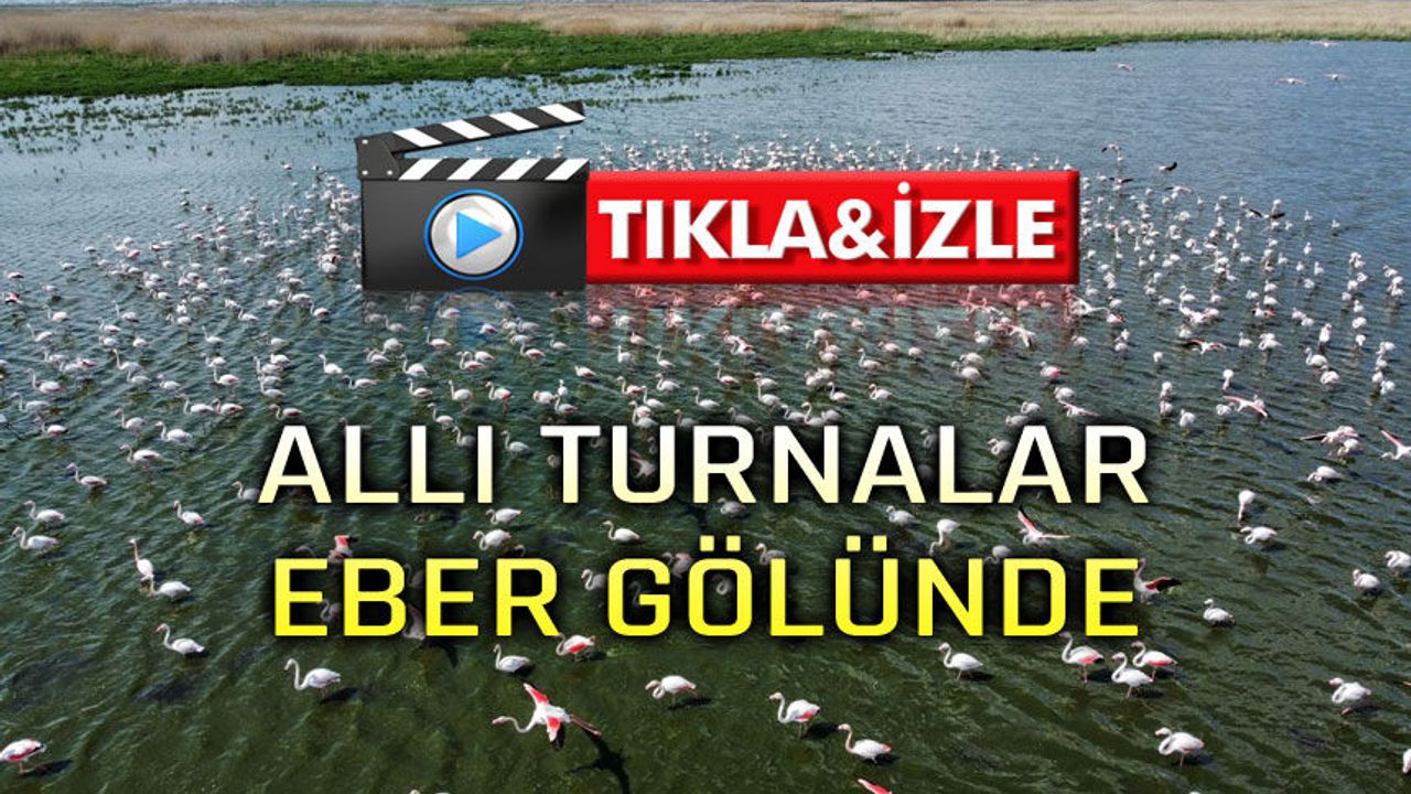 Allı turnalar Eber Gölünde!..